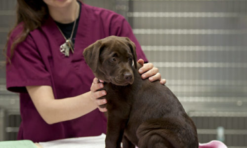 Veterinarian petting a brown puppy