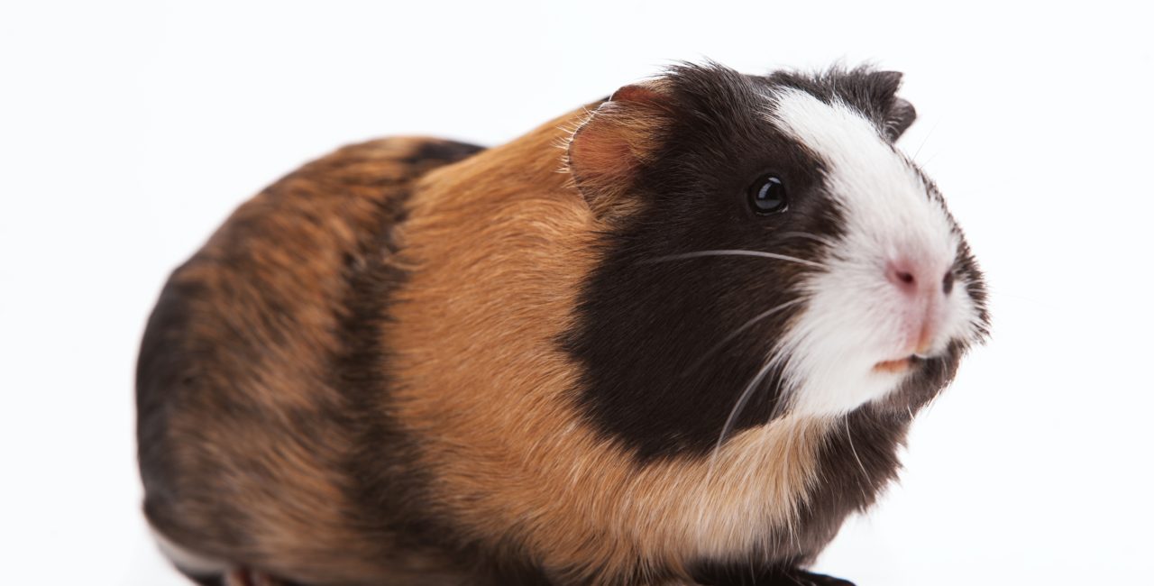 guinea pig are great pets