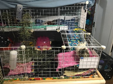 stacked guinea pig cages